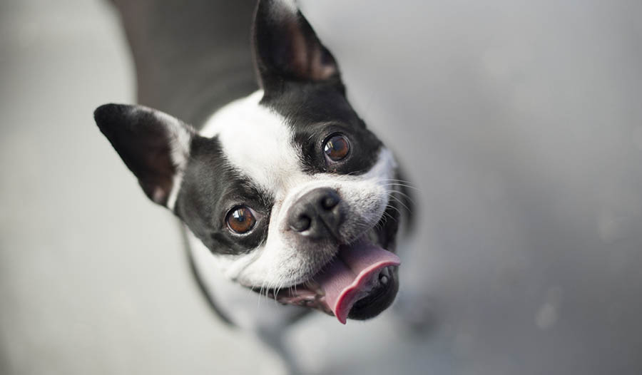 Benefícios de fazer seu próprio petisco para cães + receita de petisco para cães Benefícios de fazer seu próprio petisco para cães + receita de petisco para cães